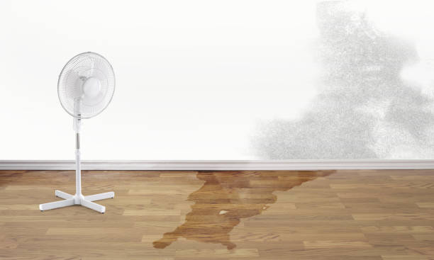 Best Mold removal after water damage  in Sundown, TX